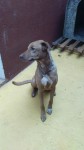 Doa-se 2 cachorros adestrados e castrados