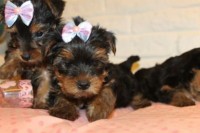 Lindos Filhotes Yorshire Terrier Micro