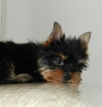 Filhote de Yorkshire Terrier