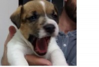 Lindos filhotes de Jack Russel Terrier