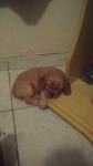 Cocker Spaniel