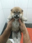 Filhotes de Shiba Inu – Pedigree CBKC