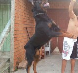 Rott Gigante Puro