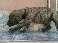 Fila Brasileiro padrão extras