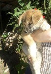 Filhotes de Akita