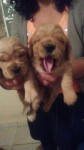 Cocker Spaniel