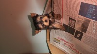 Yorkshire  Terrier