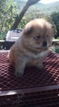 Lindos ChowChow