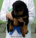 Filhotes de Rottweiler