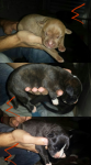 Filhotes de Pit Bull