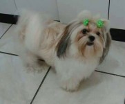 Cachorros – Lhasa Apso