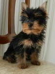 Filhote de Yorkshire Terrier
