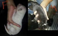 Filhotes de Pit Bull