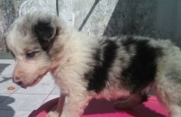 Vendo Lindos Filhotes de Border Collie Blue Merle