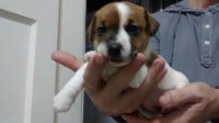Lindos filhotes de Jack Russel Terrier