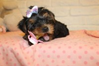 Lindos Filhotes Yorshire Terrier Micro