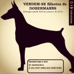 Filhotes Doberman