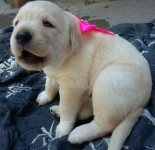 Vendo Filhotes de Labrador ( cor amarelo)