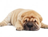 Quero muito adotar um cãozinho