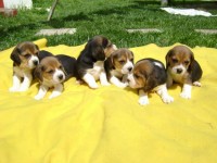 filhotes super lindos de beagle