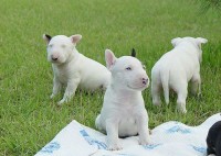 filhotes super lindos de bull terrier