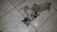 lindos pugs, otima linhagem