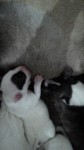 Maravilhosos filhotes de bull terrier