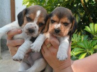 filhotes super lindos de beagle