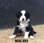 Filhotes de border collie