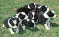 filhotes super lindos de border collie
