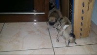 lindos pugs, otima linhagem