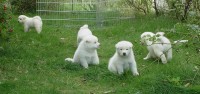 filhotes super lindos de akita inu