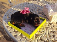 Filhotes Doberman