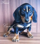 Filhote de Dachshund Fêmea