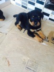 Filhotes de rottweiler