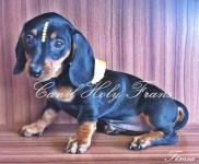Filhote de Dachshund Fêmea
