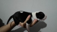 Maravilhosos filhotes de bull terrier