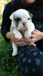 Filhotes de Bulldog Ingles
