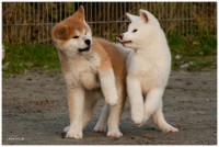 filhotes super lindos de akita inu