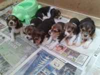 filhotes super lindos de beagle
