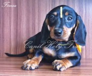Filhote de Dachshund Fêmea