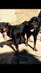 Filhotes de rottweiler