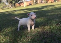 Filhotes De Bull Terrier Pedigree CBKC Campeões