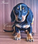 Filhote de Dachshund Fêmea