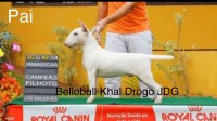 Filhotes De Bull Terrier Pedigree CBKC Campeões