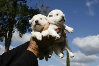 West Terrier – Lindos Filhotes c/ Pedigree CBKC