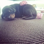 Filhotes Doberman