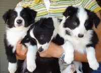 filhotes super lindos de border collie