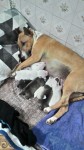 Maravilhosos filhotes de bull terrier