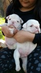 Filhotes de Bulldog Ingles